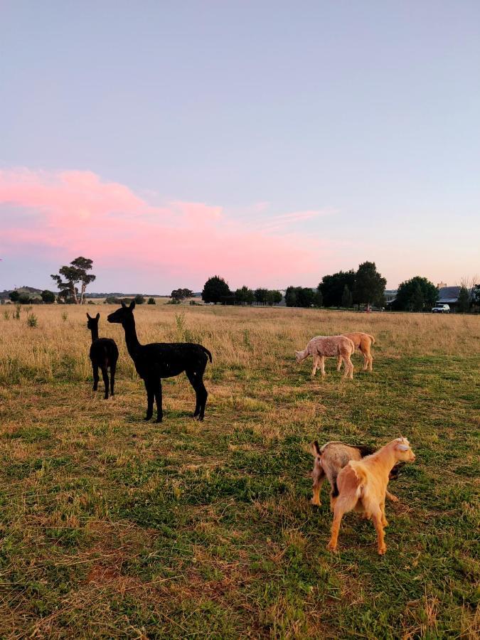 Owl Head Lodge Gulgong Zewnętrze zdjęcie